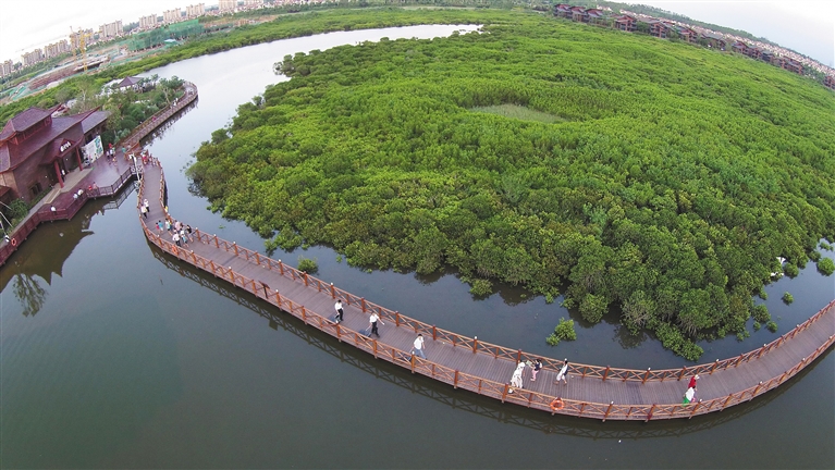 澄迈境内的海南红树林湿地保护公园.海南日报记者 张茂 摄
