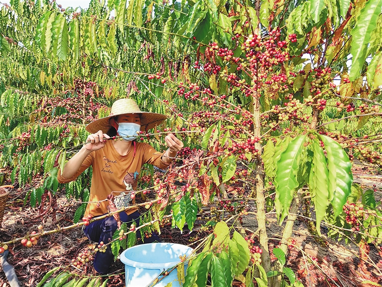 近日,琼中黎母山镇种植户在采摘咖啡豆.海南日报记者邓钰摄