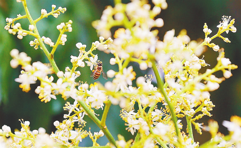 定安县龙湖镇乡下鲜花绽放，引来成群的蜜蜂